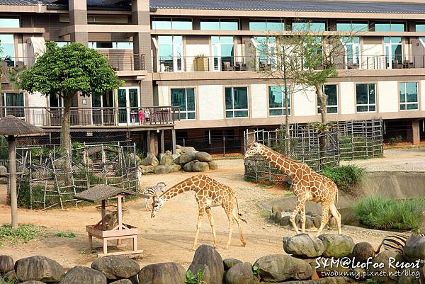 [新竹。親子飯店] 兔兒3歲 BdayTrip (上)-和長頸鹿當鄰居@六福莊生態度假旅館 (含訂房攻略) @兔兒毛毛姊妹花