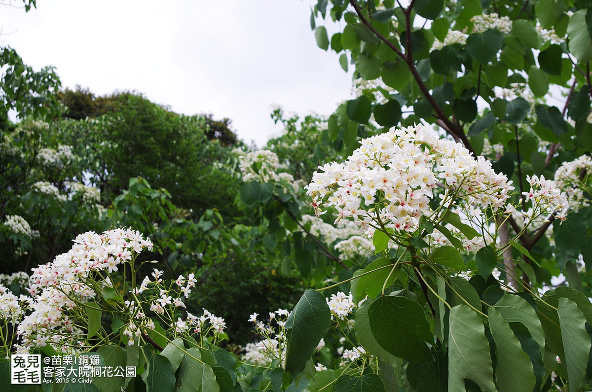 [親子遊。苗栗]  追逐五月雪～客家大院 桐花公園賞桐花 (2015-0418 花況) @兔兒毛毛姊妹花