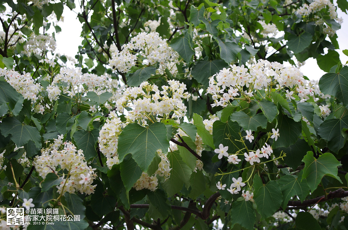 [親子遊。苗栗]  追逐五月雪～客家大院 桐花公園賞桐花 (2015-0418 花況) @兔兒毛毛姊妹花