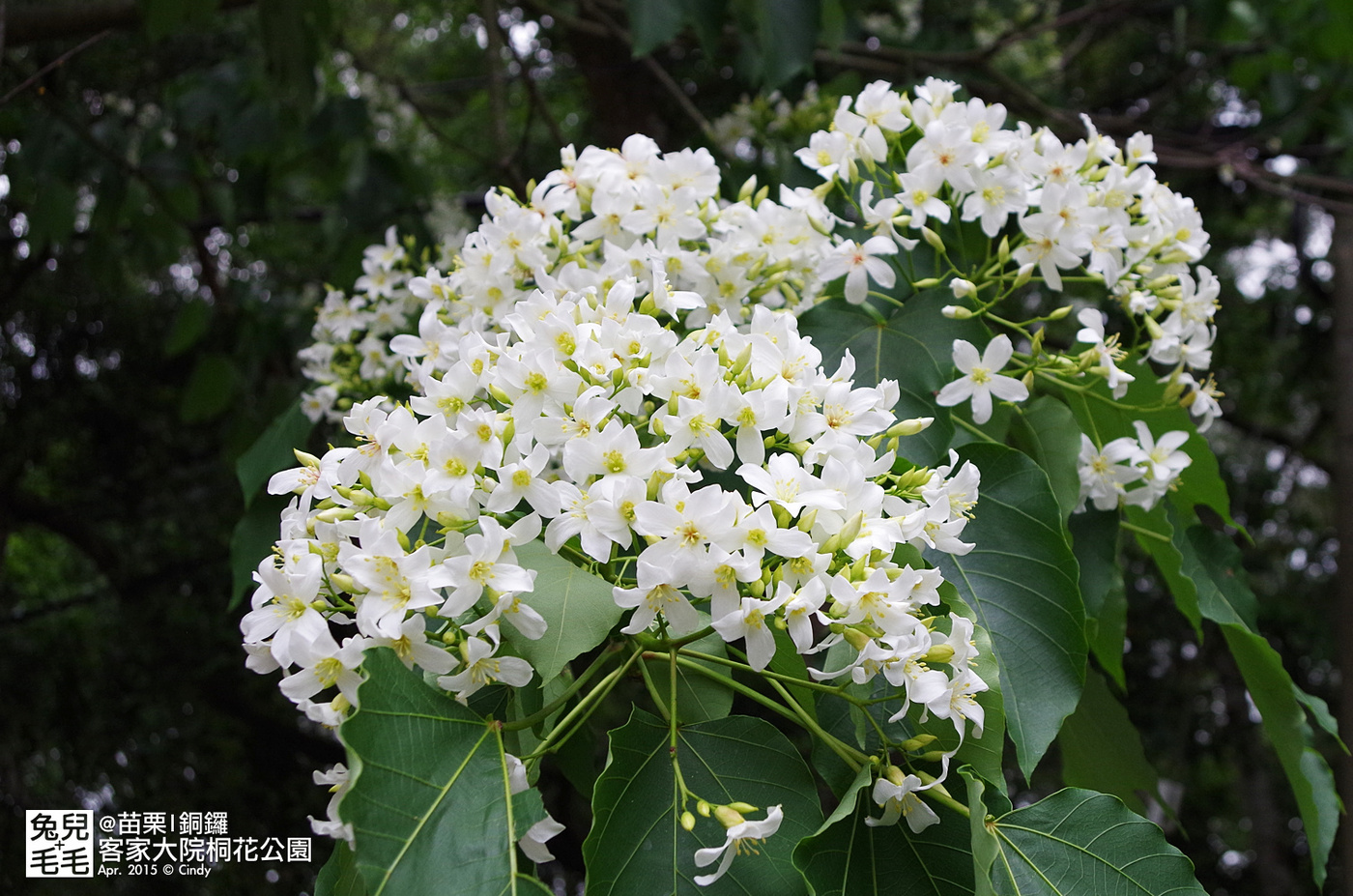 [親子遊。苗栗]  追逐五月雪～客家大院 桐花公園賞桐花 (2015-0418 花況) @兔兒毛毛姊妹花