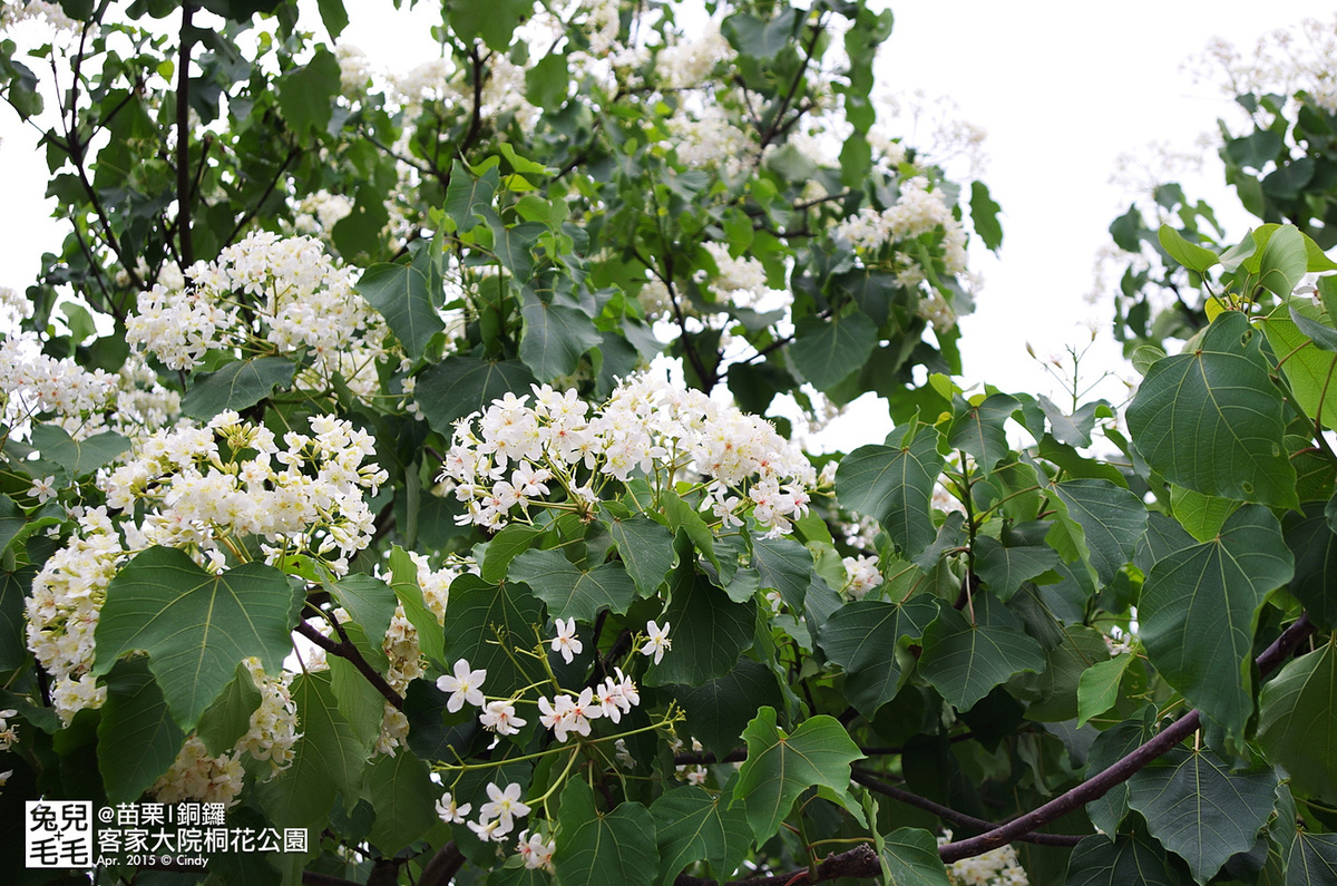 [親子遊。苗栗]  追逐五月雪～客家大院 桐花公園賞桐花 (2015-0418 花況) @兔兒毛毛姊妹花