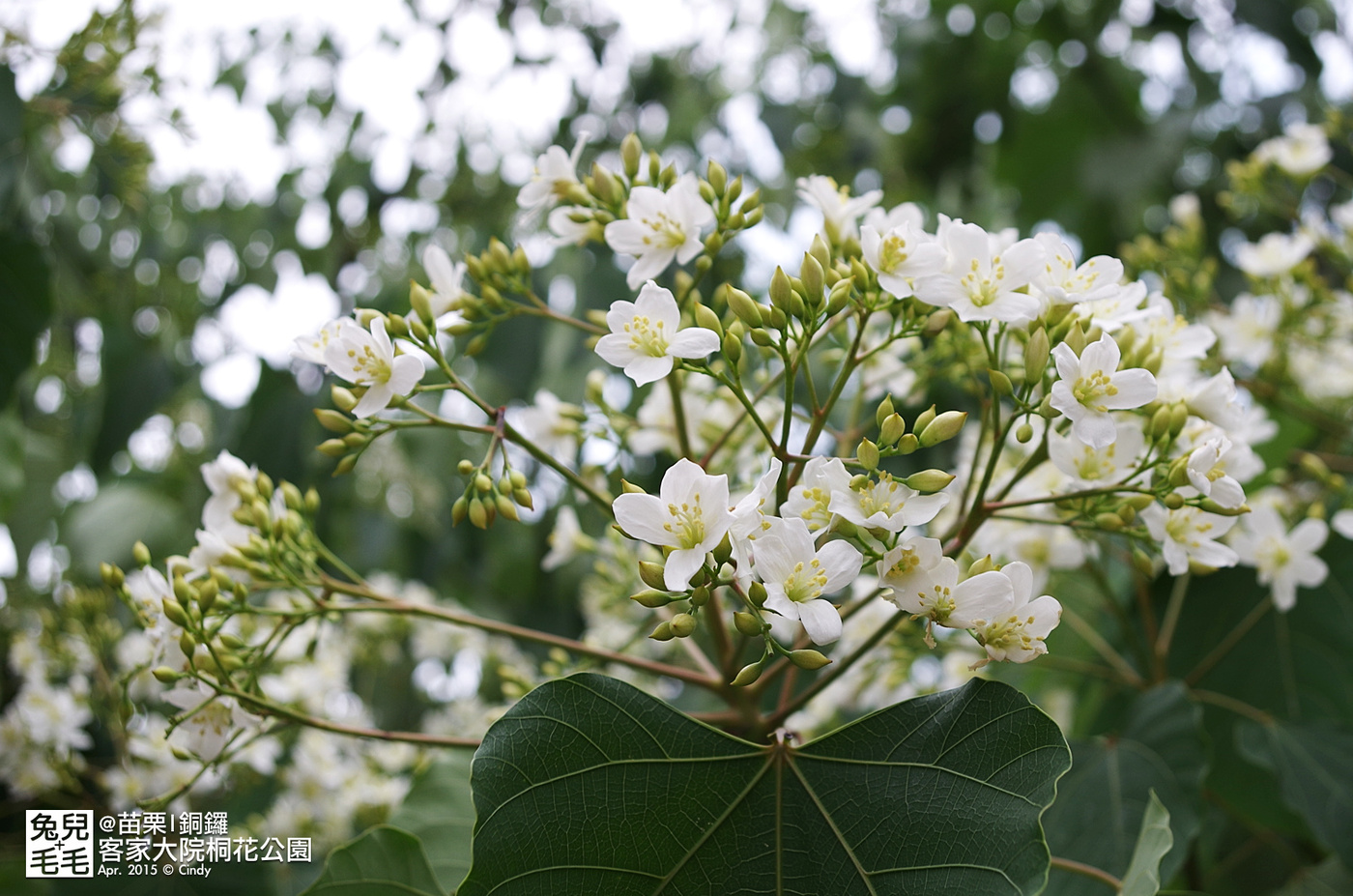 [親子遊。苗栗]  追逐五月雪～客家大院 桐花公園賞桐花 (2015-0418 花況) @兔兒毛毛姊妹花