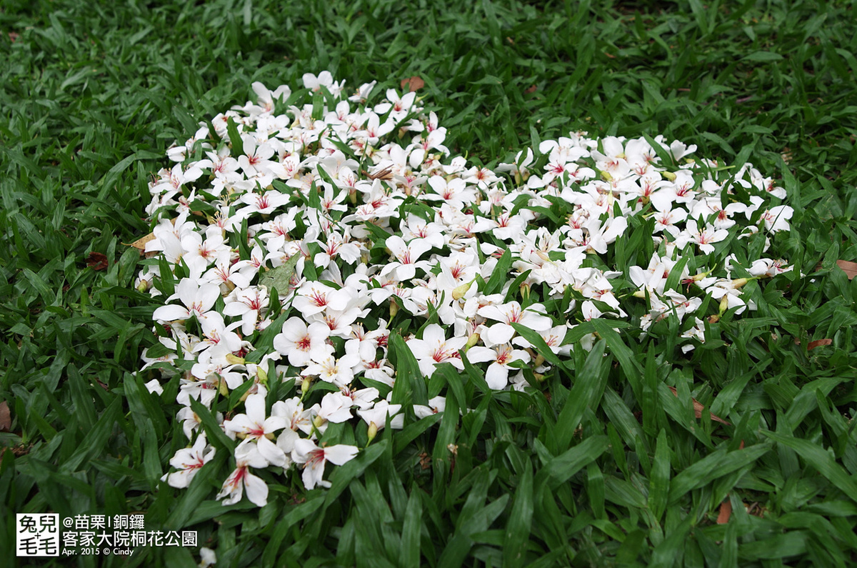 [親子遊。苗栗]  追逐五月雪～客家大院 桐花公園賞桐花 (2015-0418 花況) @兔兒毛毛姊妹花