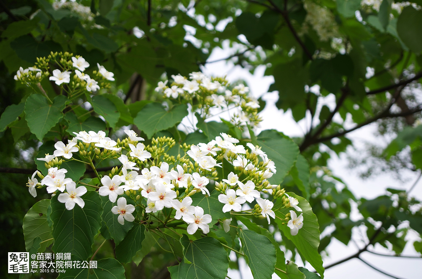 [親子遊。苗栗]  追逐五月雪～客家大院 桐花公園賞桐花 (2015-0418 花況) @兔兒毛毛姊妹花