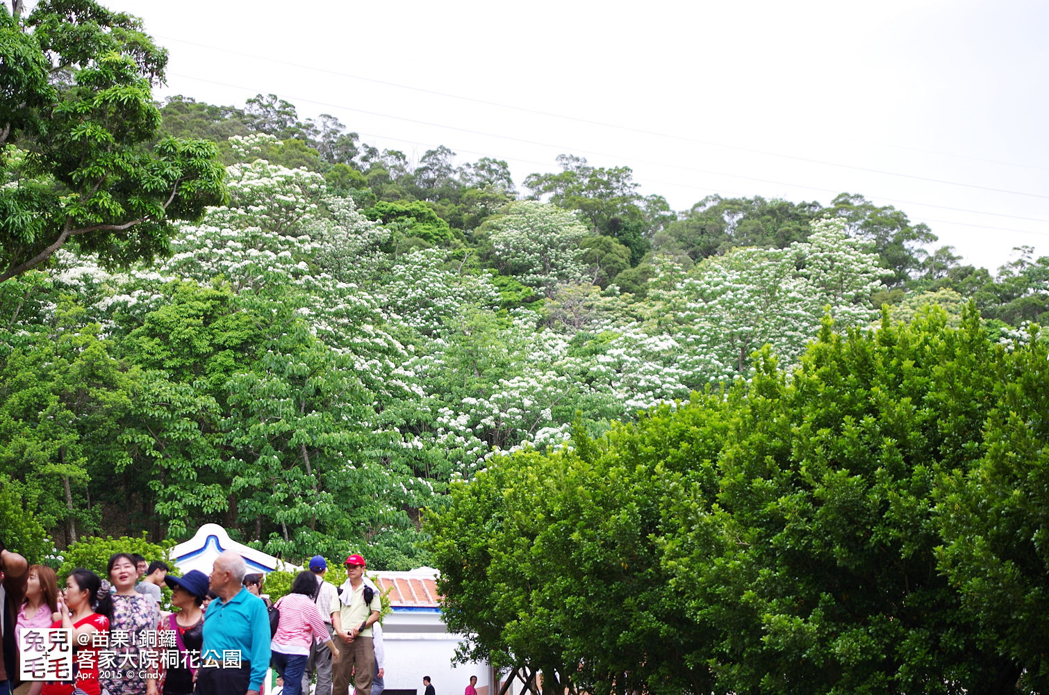 [親子遊。苗栗]  追逐五月雪～客家大院 桐花公園賞桐花 (2015-0418 花況) @兔兒毛毛姊妹花