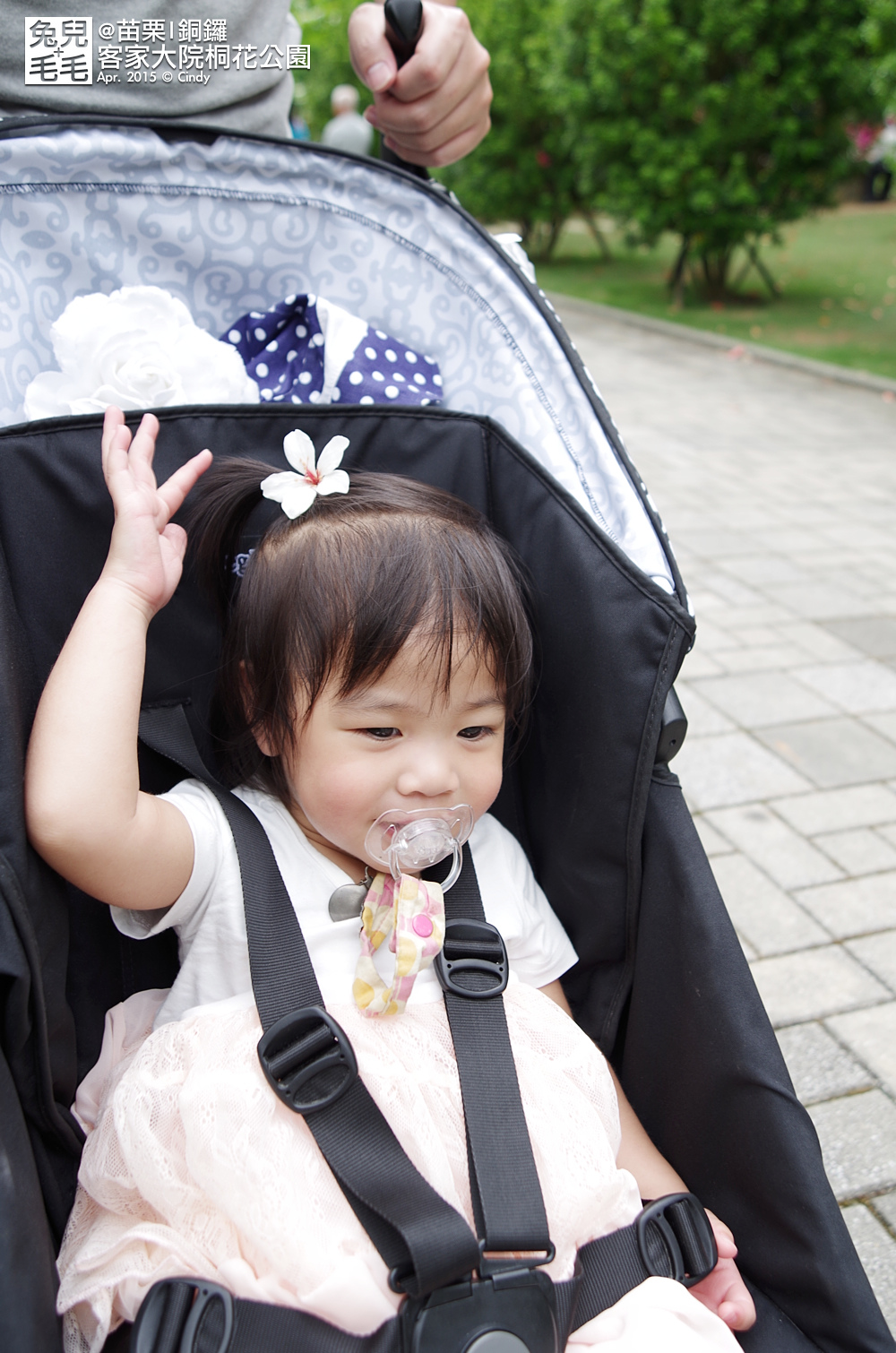 [親子遊。苗栗]  追逐五月雪～客家大院 桐花公園賞桐花 (2015-0418 花況) @兔兒毛毛姊妹花