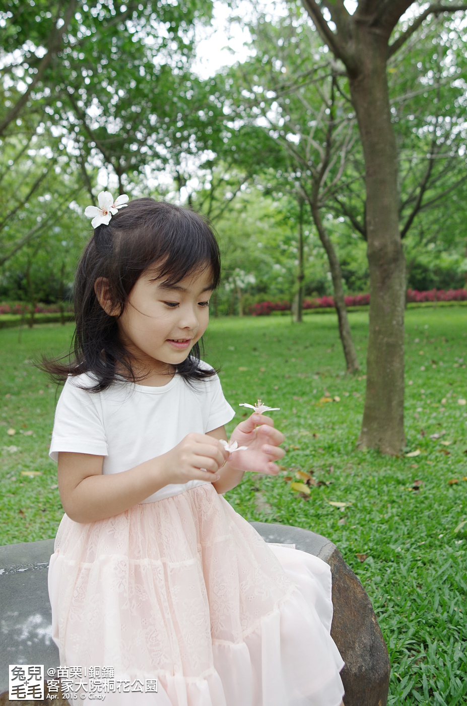 [親子遊。苗栗]  追逐五月雪～客家大院 桐花公園賞桐花 (2015-0418 花況) @兔兒毛毛姊妹花