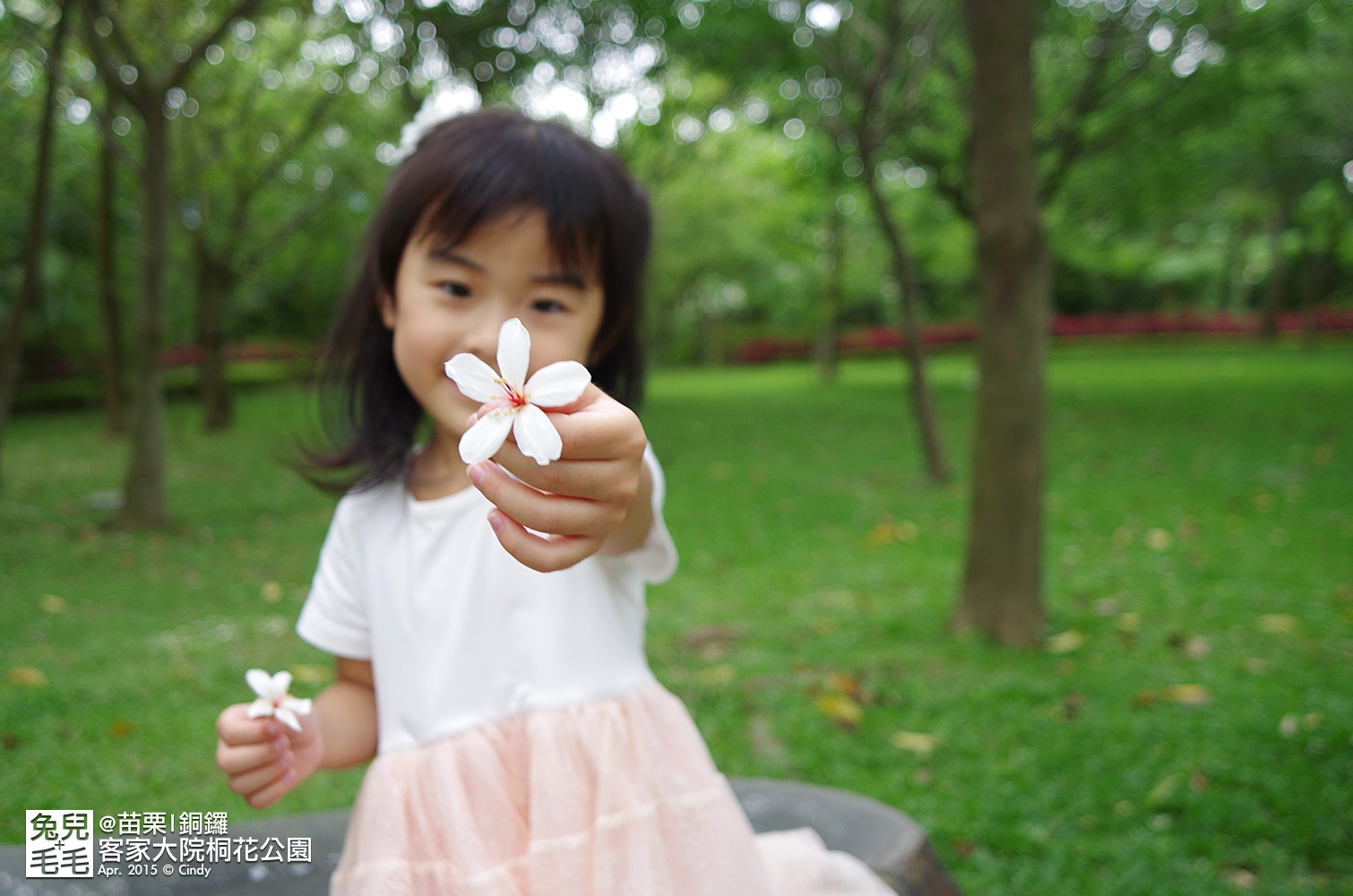 [親子遊。苗栗]  追逐五月雪～客家大院 桐花公園賞桐花 (2015-0418 花況) @兔兒毛毛姊妹花