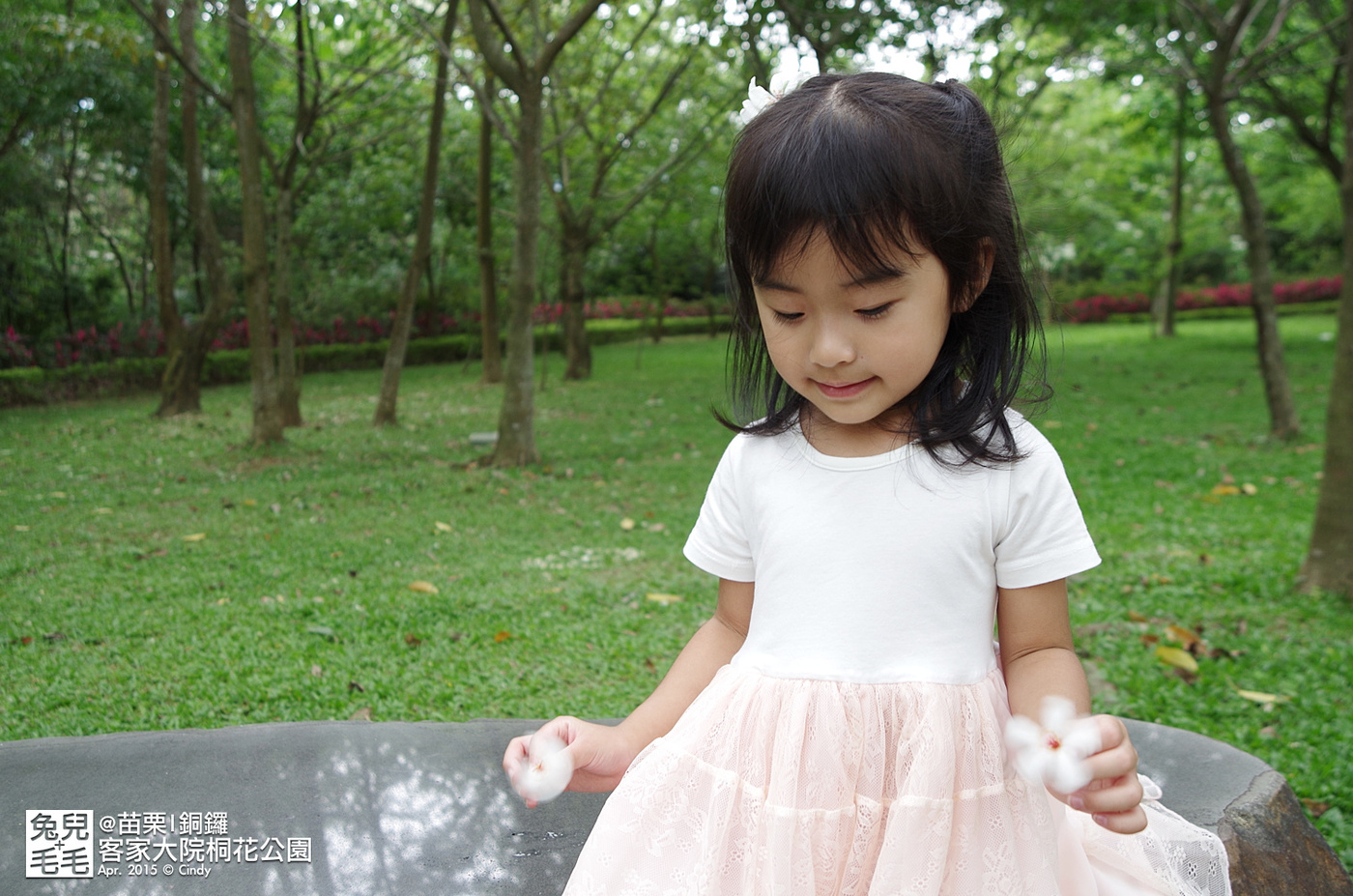 [親子遊。苗栗]  追逐五月雪～客家大院 桐花公園賞桐花 (2015-0418 花況) @兔兒毛毛姊妹花