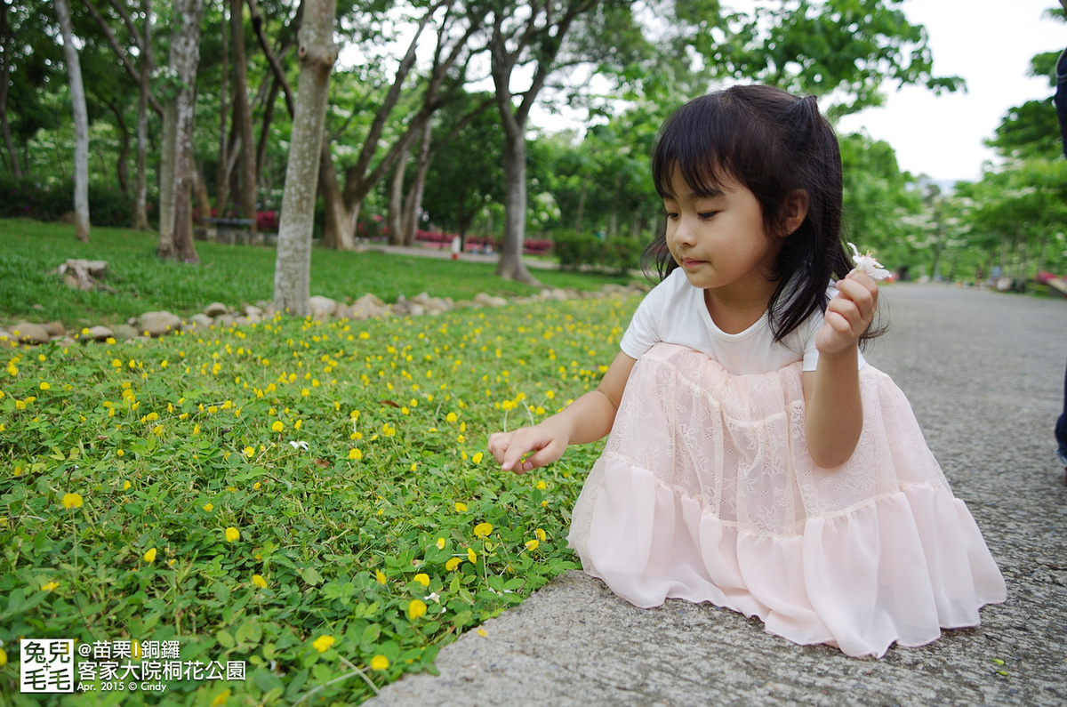 [親子遊。苗栗]  追逐五月雪～客家大院 桐花公園賞桐花 (2015-0418 花況) @兔兒毛毛姊妹花