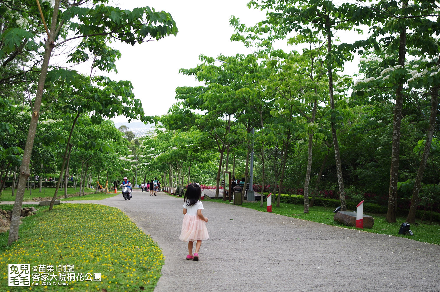 [親子遊。苗栗]  追逐五月雪～客家大院 桐花公園賞桐花 (2015-0418 花況) @兔兒毛毛姊妹花