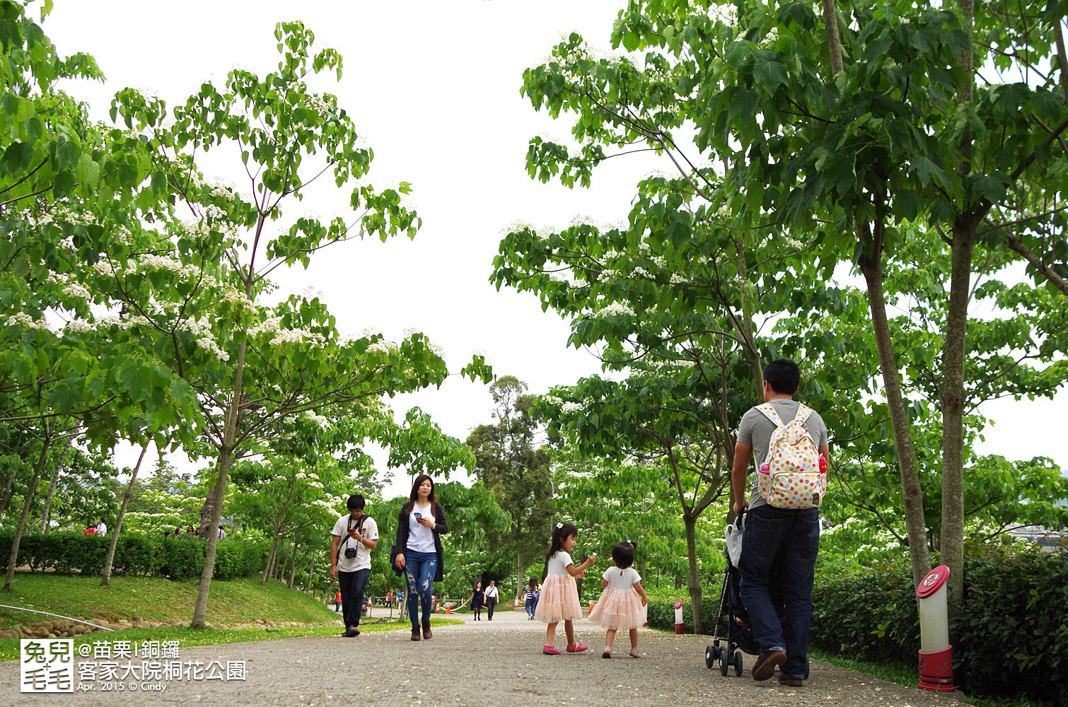 [親子遊。苗栗]  追逐五月雪～客家大院 桐花公園賞桐花 (2015-0418 花況) @兔兒毛毛姊妹花