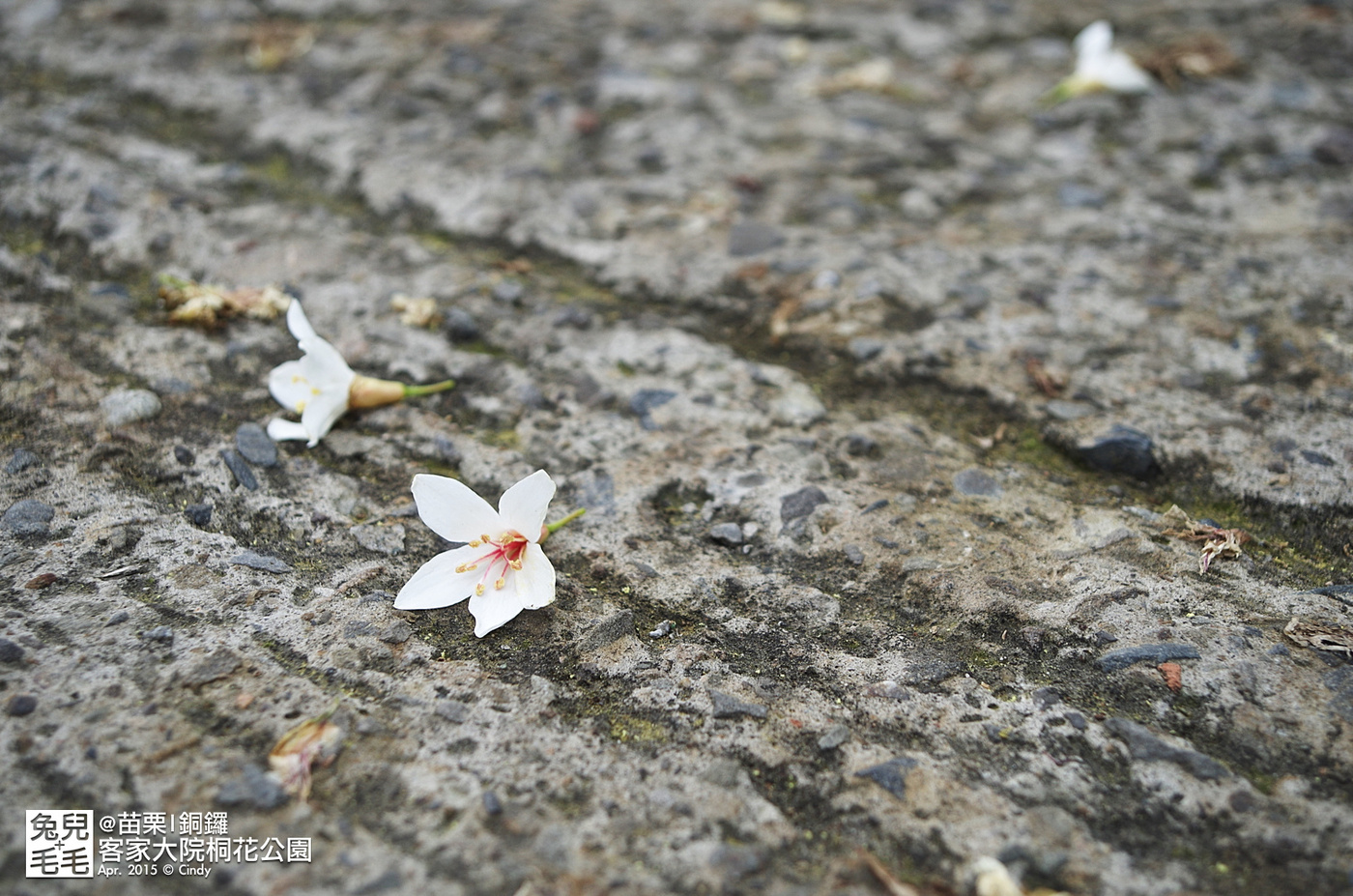 [親子遊。苗栗]  追逐五月雪～客家大院 桐花公園賞桐花 (2015-0418 花況) @兔兒毛毛姊妹花