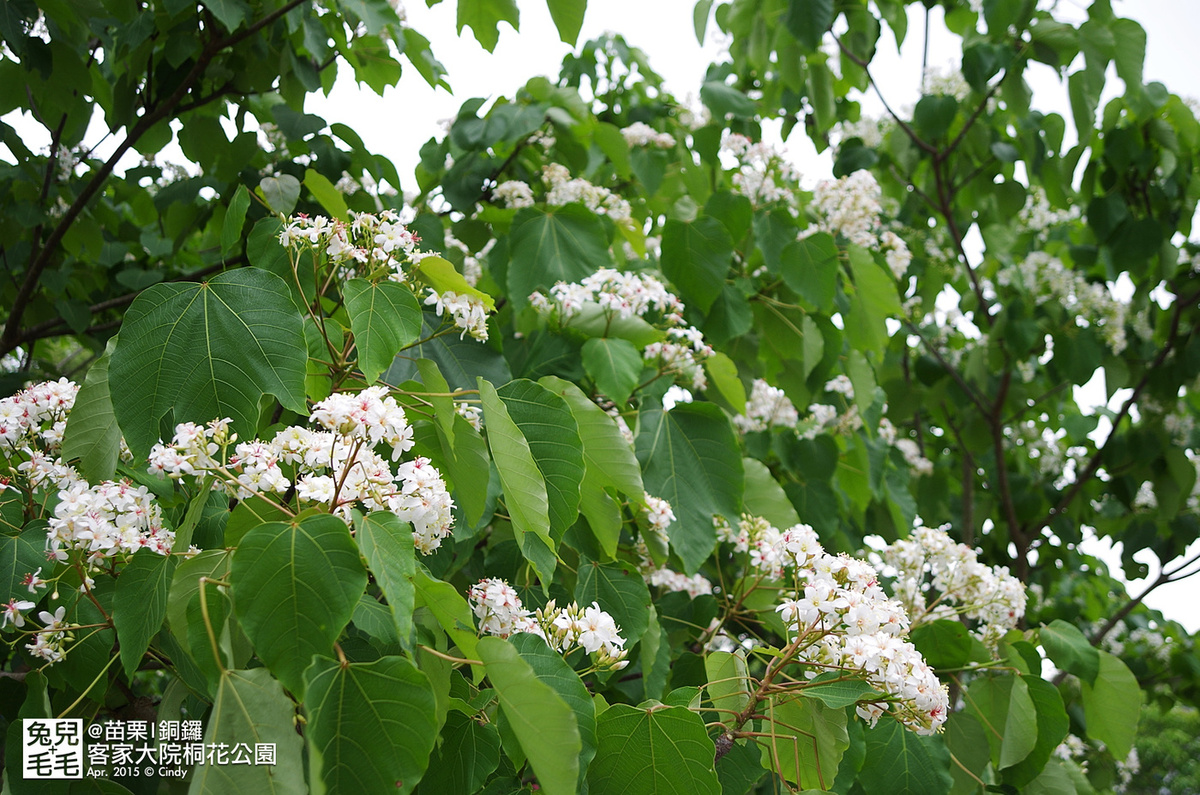 [親子遊。苗栗]  追逐五月雪～客家大院 桐花公園賞桐花 (2015-0418 花況) @兔兒毛毛姊妹花