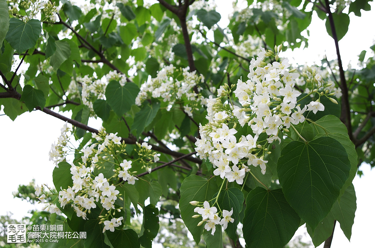 [親子遊。苗栗]  追逐五月雪～客家大院 桐花公園賞桐花 (2015-0418 花況) @兔兒毛毛姊妹花