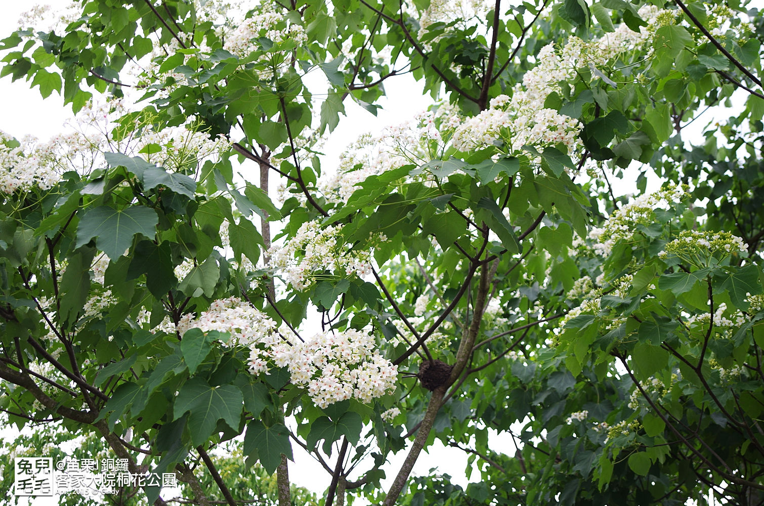 [親子遊。苗栗]  追逐五月雪～客家大院 桐花公園賞桐花 (2015-0418 花況) @兔兒毛毛姊妹花