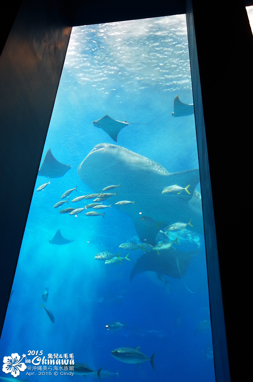 [2015。沖繩|親子|自駕] 在『沖縄美ら海水族館』和魚兒一起吃午茶，『海洋博公園』免費海豚秀～ @兔兒毛毛姊妹花