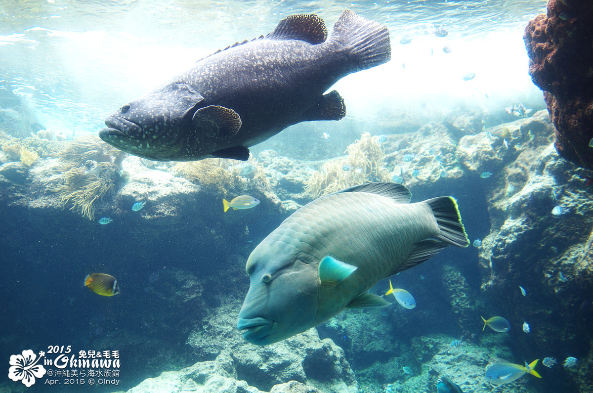 [2015。沖繩|親子|自駕] 在『沖縄美ら海水族館』和魚兒一起吃午茶，『海洋博公園』免費海豚秀～ @兔兒毛毛姊妹花