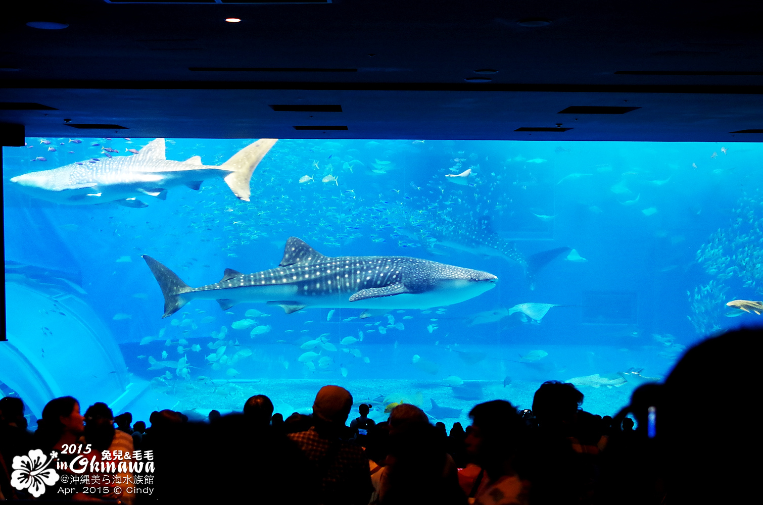 [2015。沖繩|親子|自駕] 在『沖縄美ら海水族館』和魚兒一起吃午茶，『海洋博公園』免費海豚秀～ @兔兒毛毛姊妹花