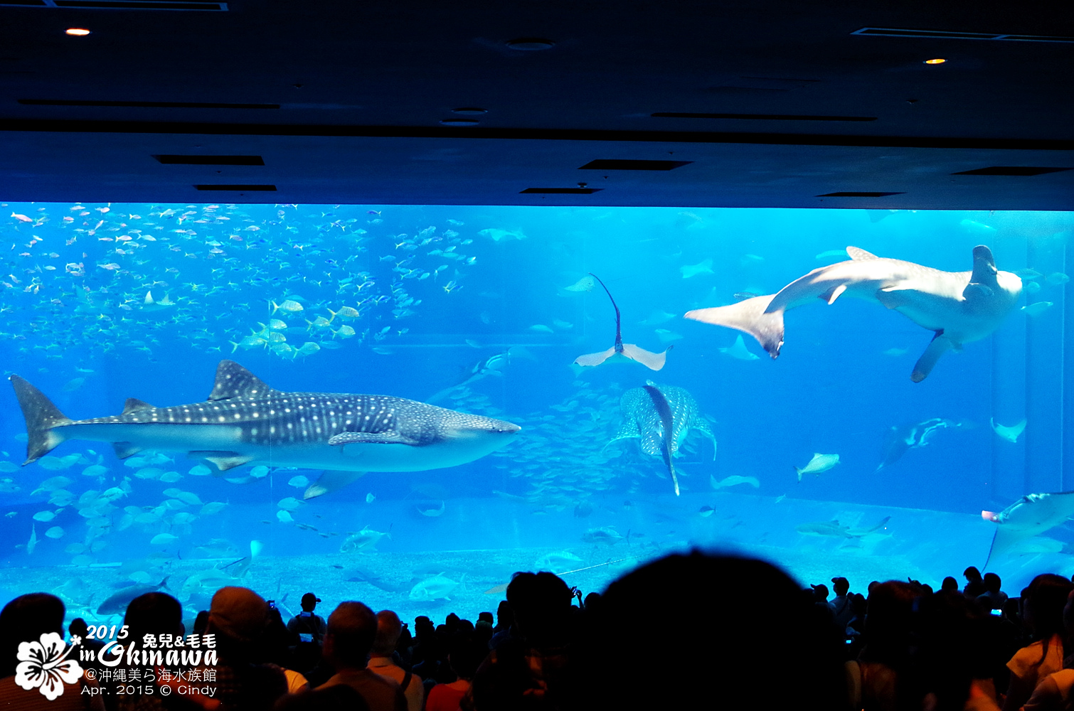 [2015。沖繩|親子|自駕] 在『沖縄美ら海水族館』和魚兒一起吃午茶，『海洋博公園』免費海豚秀～ @兔兒毛毛姊妹花