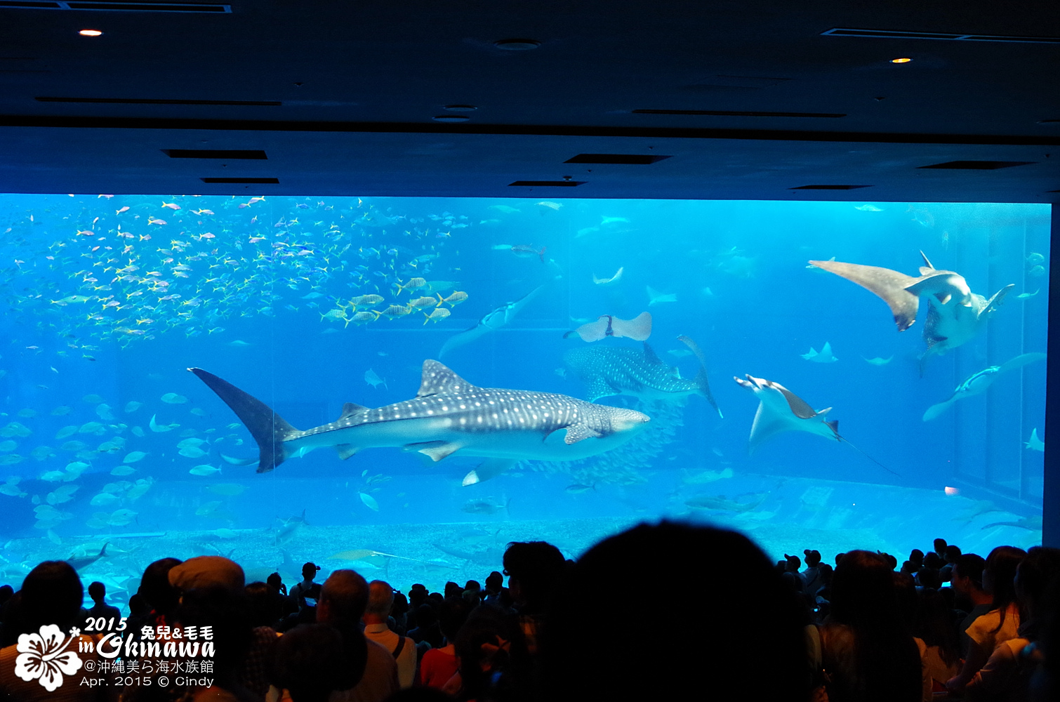 [2015。沖繩|親子|自駕] 在『沖縄美ら海水族館』和魚兒一起吃午茶，『海洋博公園』免費海豚秀～ @兔兒毛毛姊妹花