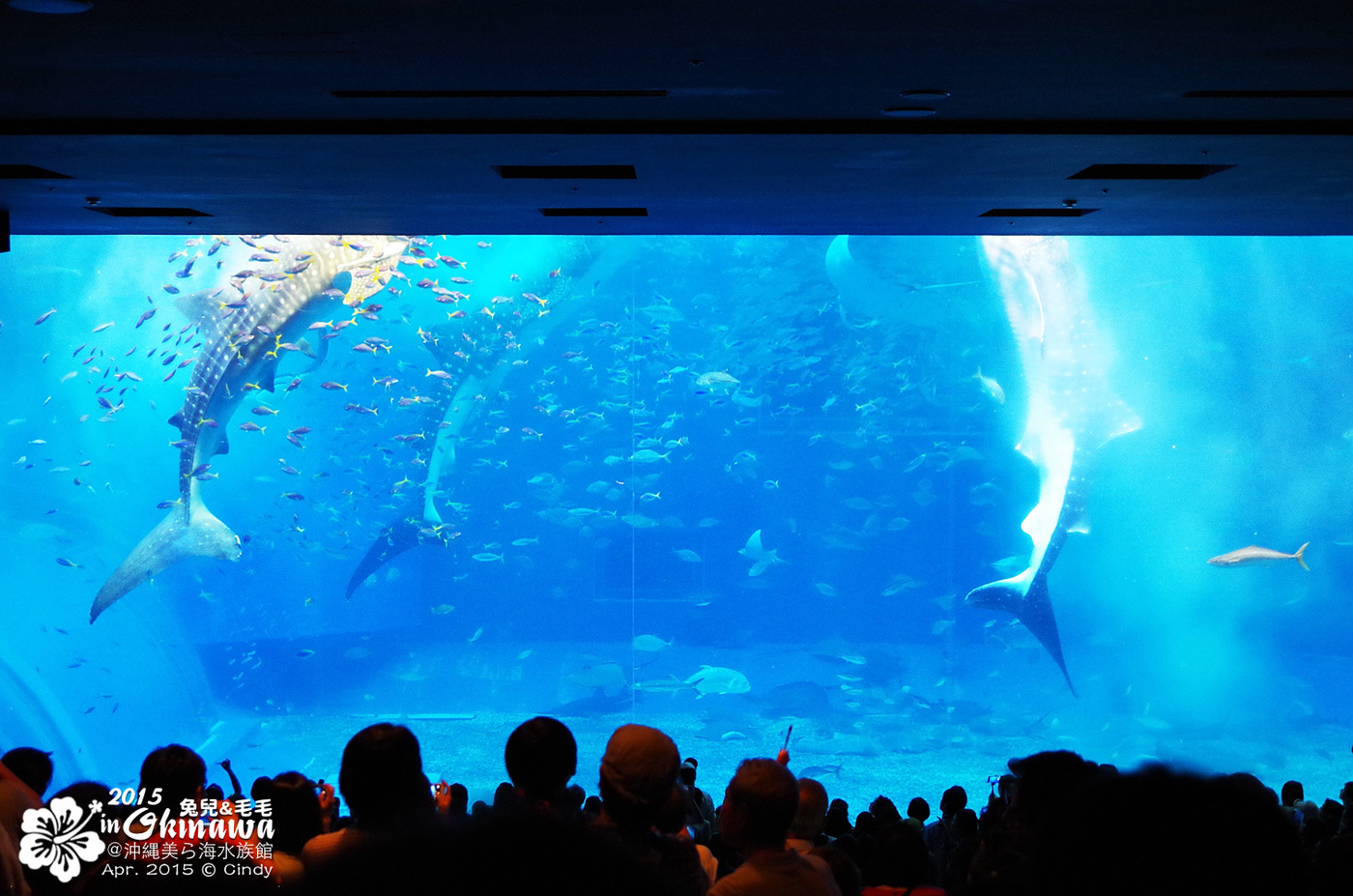 [2015。沖繩|親子|自駕] 在『沖縄美ら海水族館』和魚兒一起吃午茶，『海洋博公園』免費海豚秀～ @兔兒毛毛姊妹花