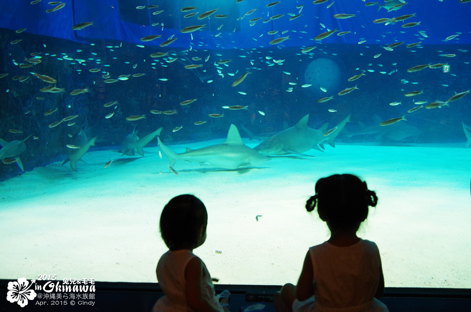 [2015。沖繩|親子|自駕] 在『沖縄美ら海水族館』和魚兒一起吃午茶，『海洋博公園』免費海豚秀～ @兔兒毛毛姊妹花