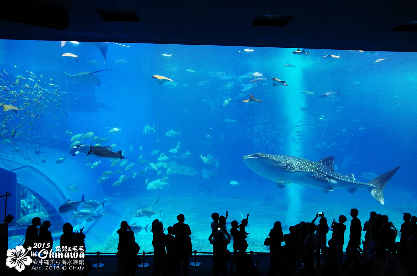 [2015。沖繩|親子|自駕] 在『沖縄美ら海水族館』和魚兒一起吃午茶，『海洋博公園』免費海豚秀～ @兔兒毛毛姊妹花