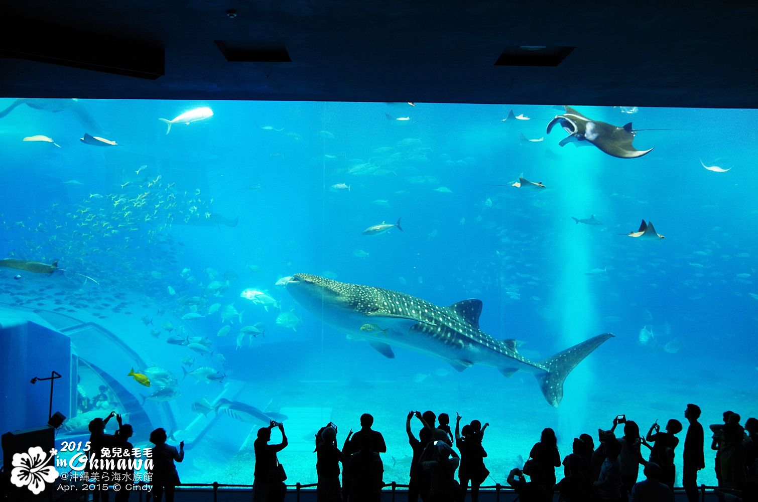 [2015。沖繩|親子|自駕] 在『沖縄美ら海水族館』和魚兒一起吃午茶，『海洋博公園』免費海豚秀～ @兔兒毛毛姊妹花