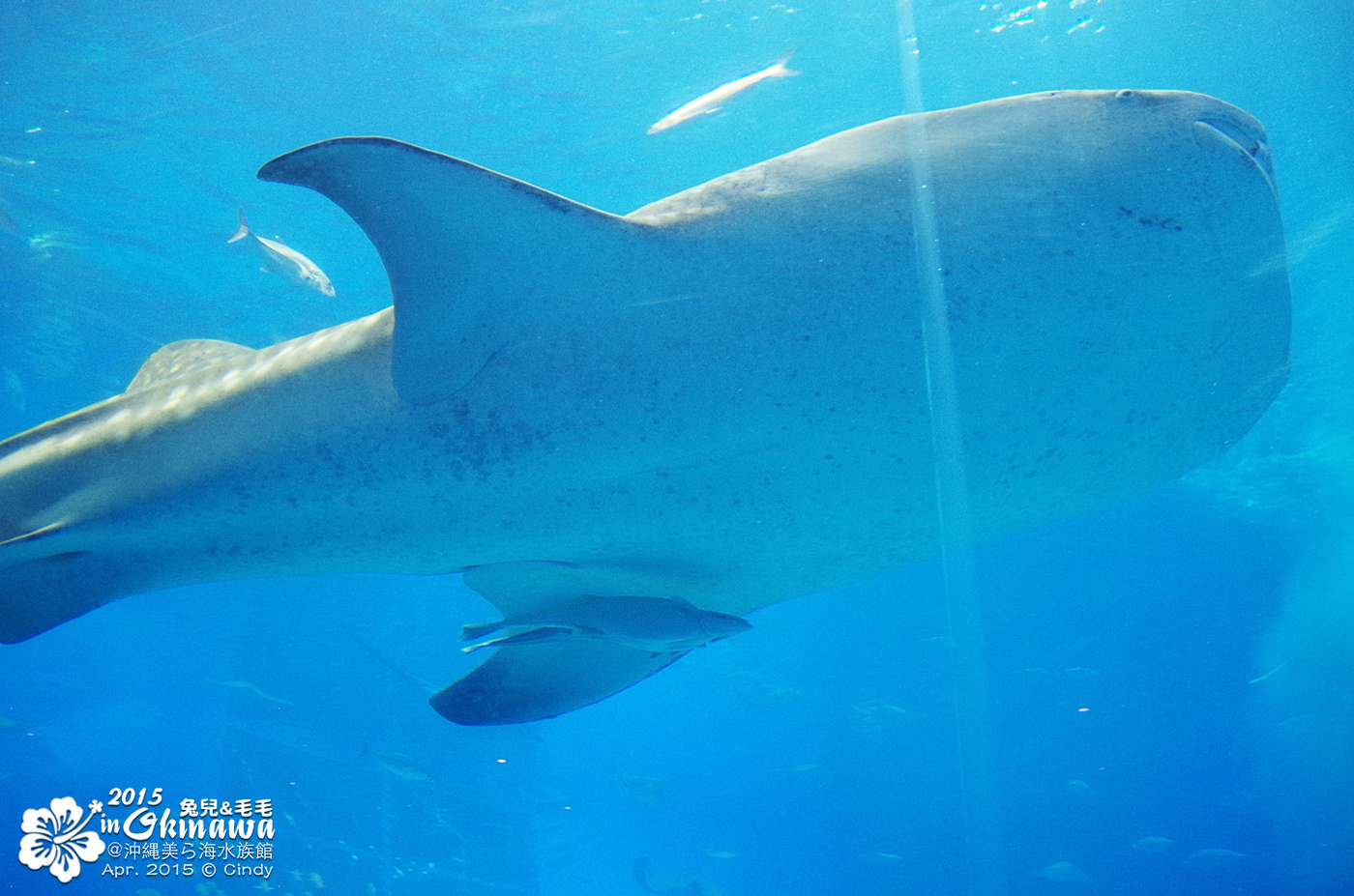 [2015。沖繩|親子|自駕] 在『沖縄美ら海水族館』和魚兒一起吃午茶，『海洋博公園』免費海豚秀～ @兔兒毛毛姊妹花