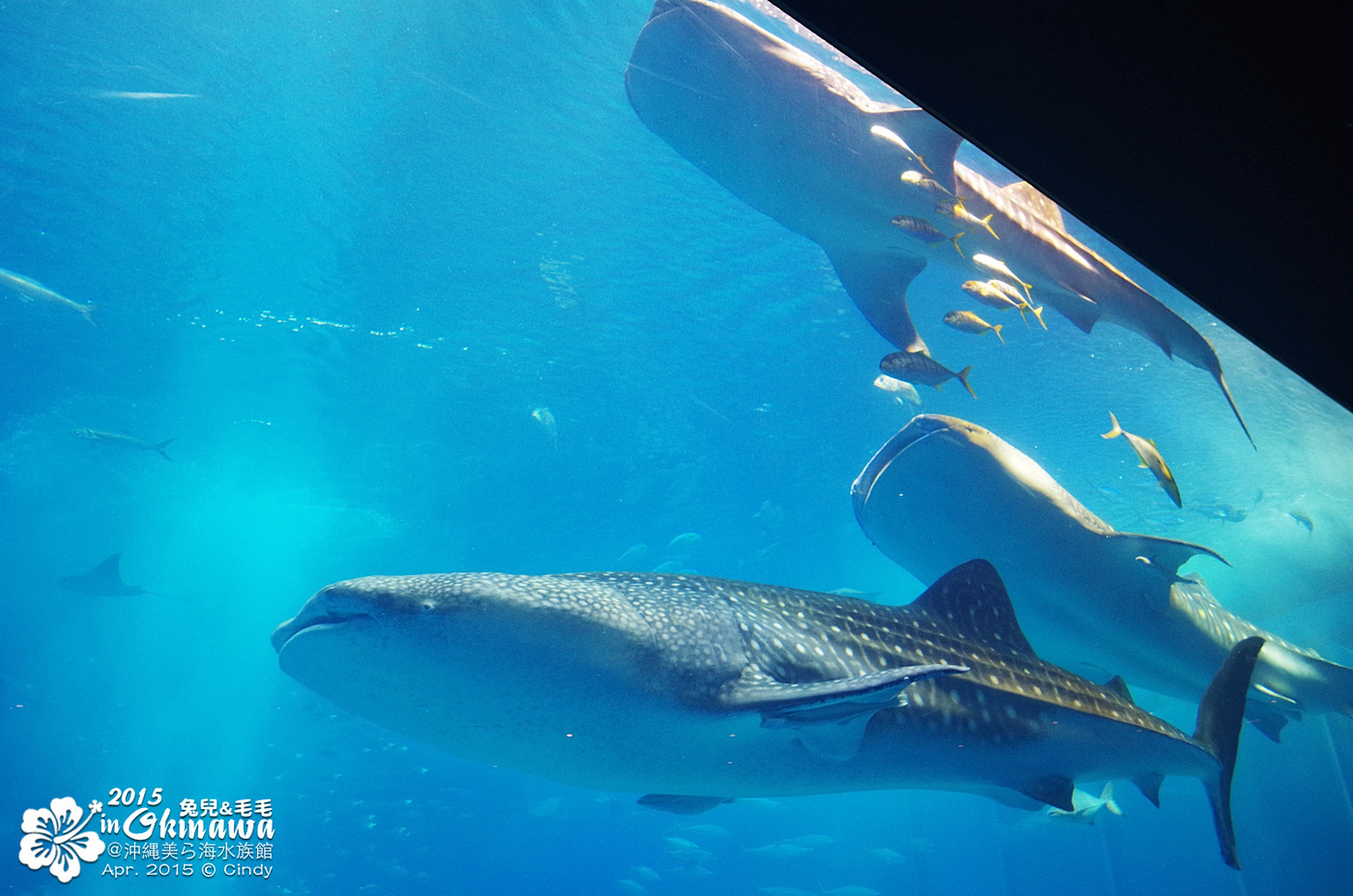 [2015。沖繩|親子|自駕] 在『沖縄美ら海水族館』和魚兒一起吃午茶，『海洋博公園』免費海豚秀～ @兔兒毛毛姊妹花