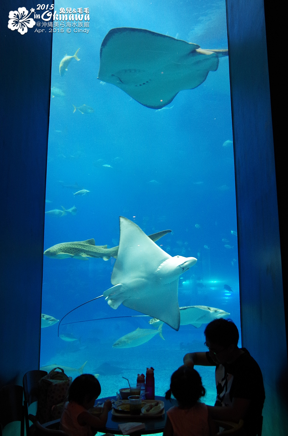 [2015。沖繩|親子|自駕] 在『沖縄美ら海水族館』和魚兒一起吃午茶，『海洋博公園』免費海豚秀～ @兔兒毛毛姊妹花