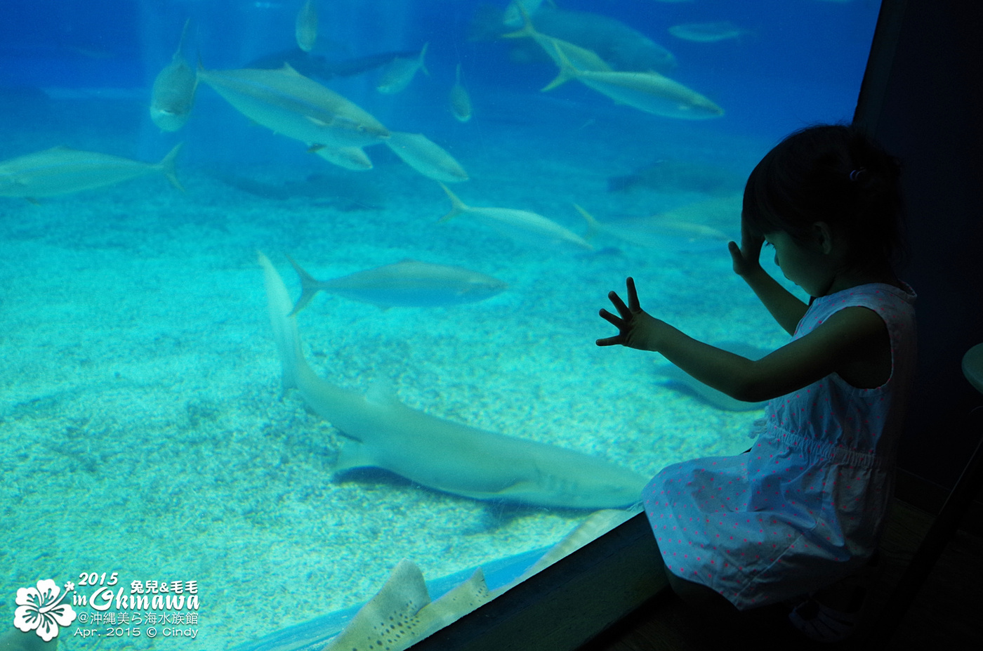 [2015。沖繩|親子|自駕] 在『沖縄美ら海水族館』和魚兒一起吃午茶，『海洋博公園』免費海豚秀～ @兔兒毛毛姊妹花