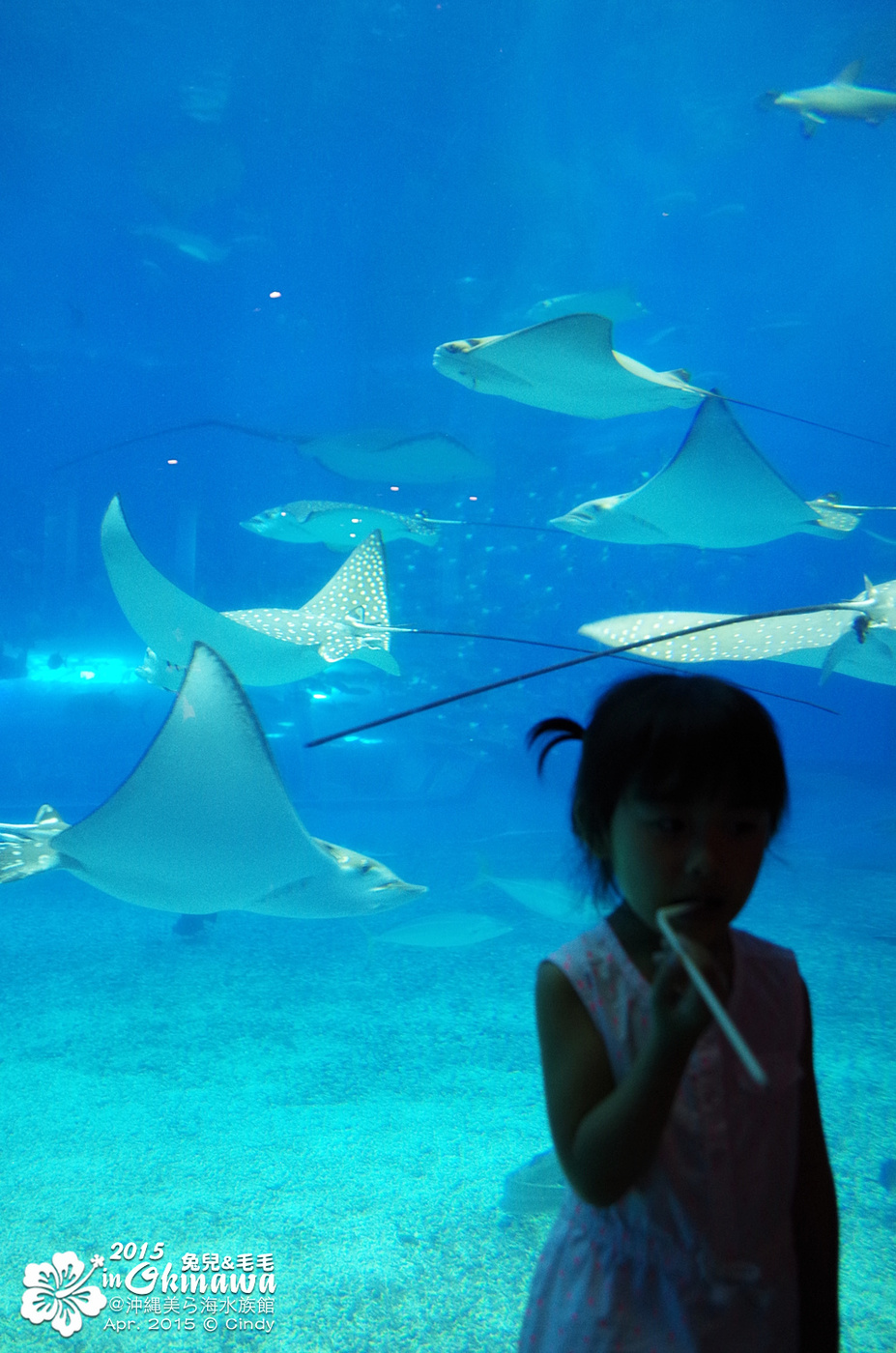 [2015。沖繩|親子|自駕] 在『沖縄美ら海水族館』和魚兒一起吃午茶，『海洋博公園』免費海豚秀～ @兔兒毛毛姊妹花