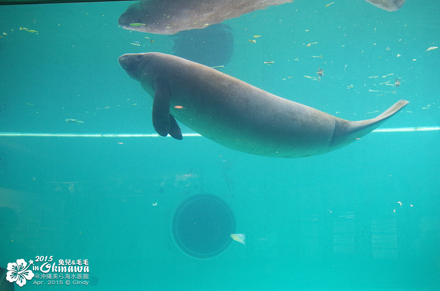 [2015。沖繩|親子|自駕] 在『沖縄美ら海水族館』和魚兒一起吃午茶，『海洋博公園』免費海豚秀～ @兔兒毛毛姊妹花