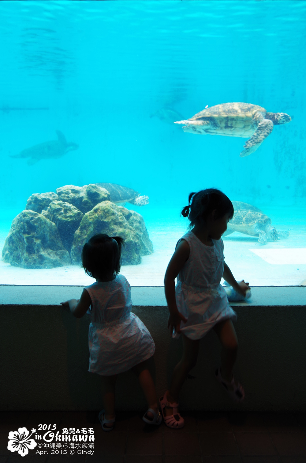 [2015。沖繩|親子|自駕] 在『沖縄美ら海水族館』和魚兒一起吃午茶，『海洋博公園』免費海豚秀～ @兔兒毛毛姊妹花