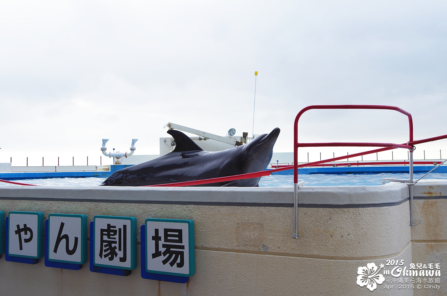 [2015。沖繩|親子|自駕] 在『沖縄美ら海水族館』和魚兒一起吃午茶，『海洋博公園』免費海豚秀～ @兔兒毛毛姊妹花