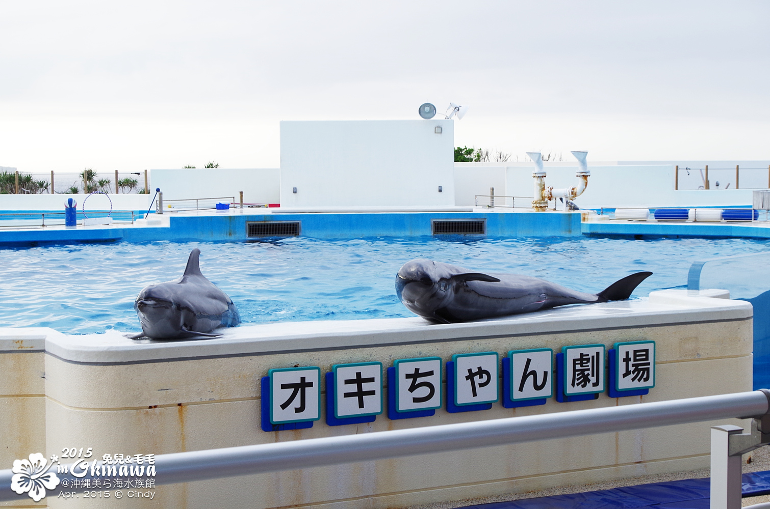 [2015。沖繩|親子|自駕] 在『沖縄美ら海水族館』和魚兒一起吃午茶，『海洋博公園』免費海豚秀～ @兔兒毛毛姊妹花