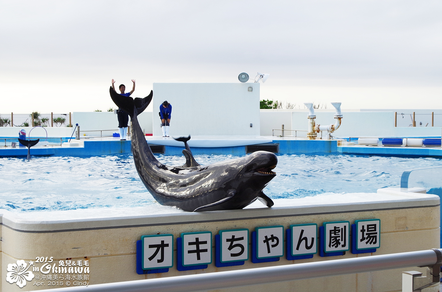 [2015。沖繩|親子|自駕] 在『沖縄美ら海水族館』和魚兒一起吃午茶，『海洋博公園』免費海豚秀～ @兔兒毛毛姊妹花