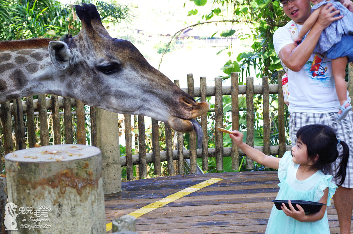 [2015。新馬|親子|自助]『新加坡動物園』(上)～可以親手餵長頸鹿吃東西ㄟ!! @兔兒毛毛姊妹花