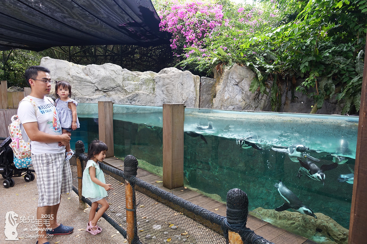 [2015。新馬|親子|自助]『新加坡動物園』(下)～不只是最棒的雨林動物園，還是超好玩的遊樂園!!! @兔兒毛毛姊妹花