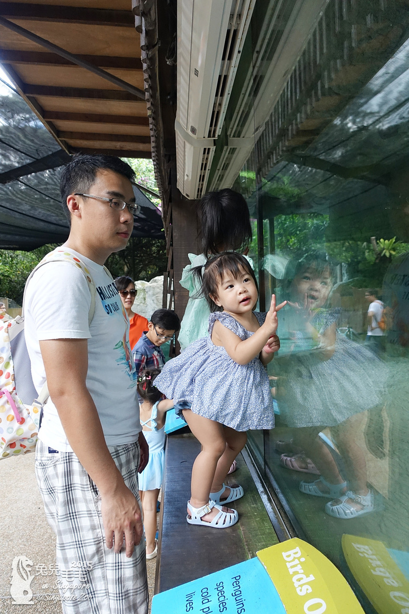 [2015。新馬|親子|自助]『新加坡動物園』(下)～不只是最棒的雨林動物園，還是超好玩的遊樂園!!! @兔兒毛毛姊妹花