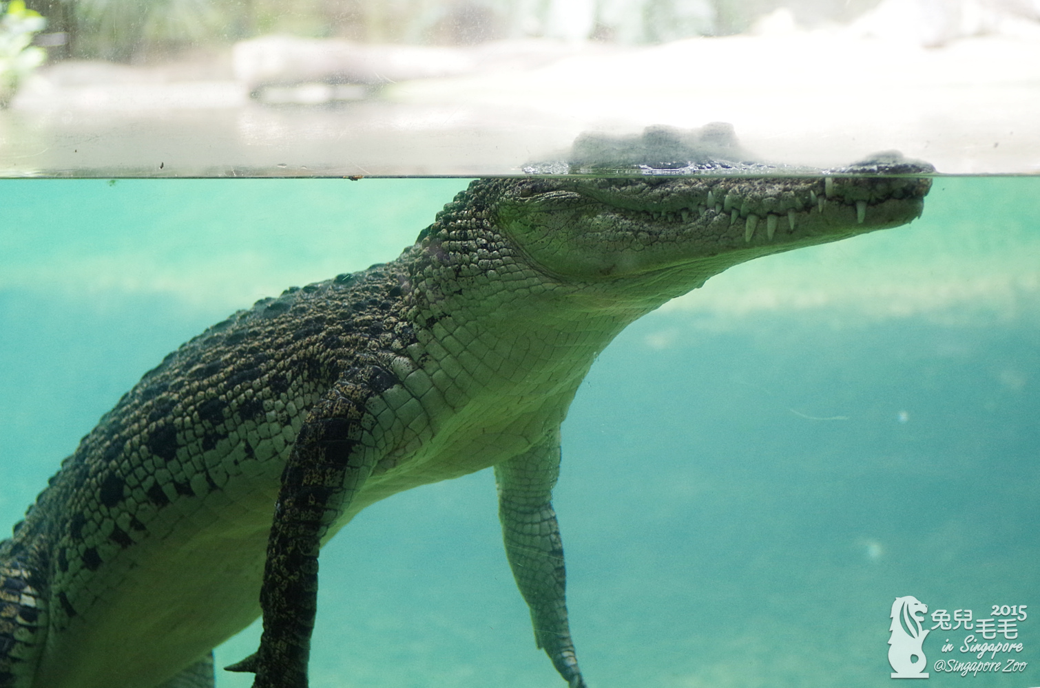 [2015。新馬|親子|自助]『新加坡動物園』(下)～不只是最棒的雨林動物園，還是超好玩的遊樂園!!! @兔兒毛毛姊妹花