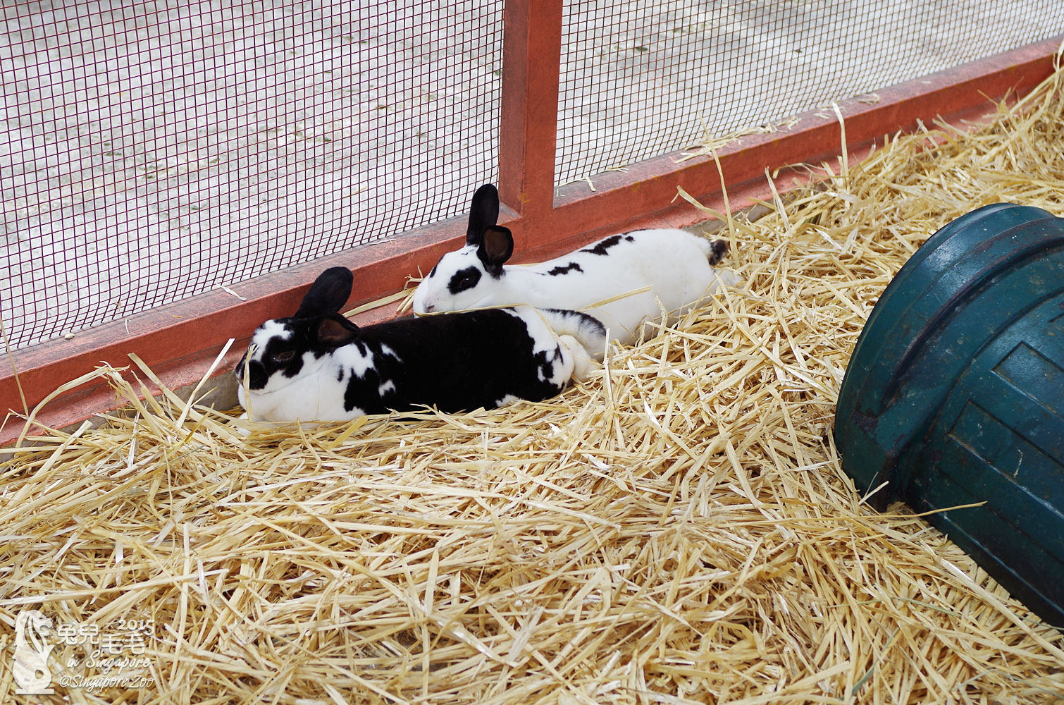 [2015。新馬|親子|自助]『新加坡動物園』(下)～不只是最棒的雨林動物園，還是超好玩的遊樂園!!! @兔兒毛毛姊妹花