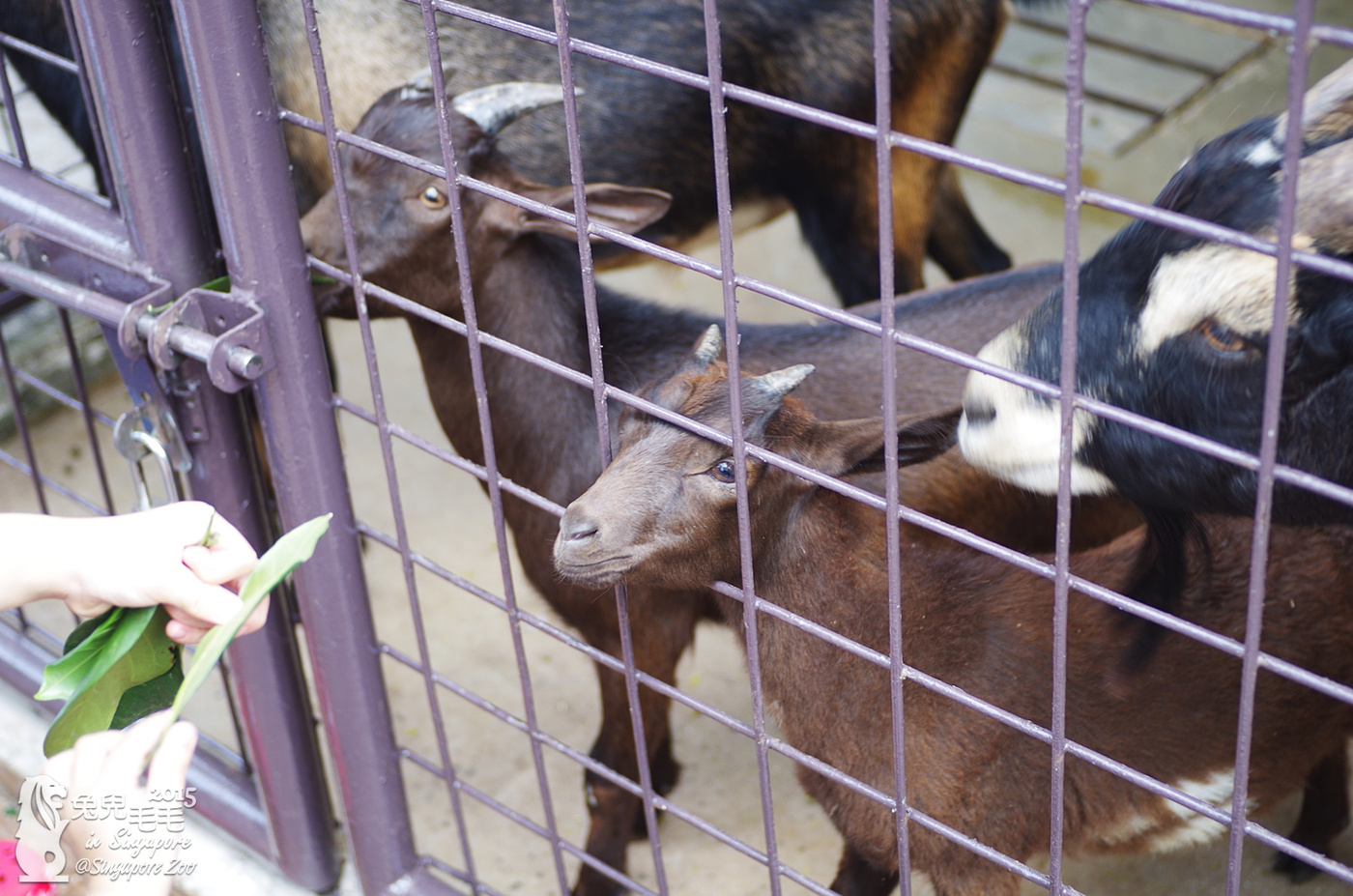 [2015。新馬|親子|自助]『新加坡動物園』(下)～不只是最棒的雨林動物園，還是超好玩的遊樂園!!! @兔兒毛毛姊妹花