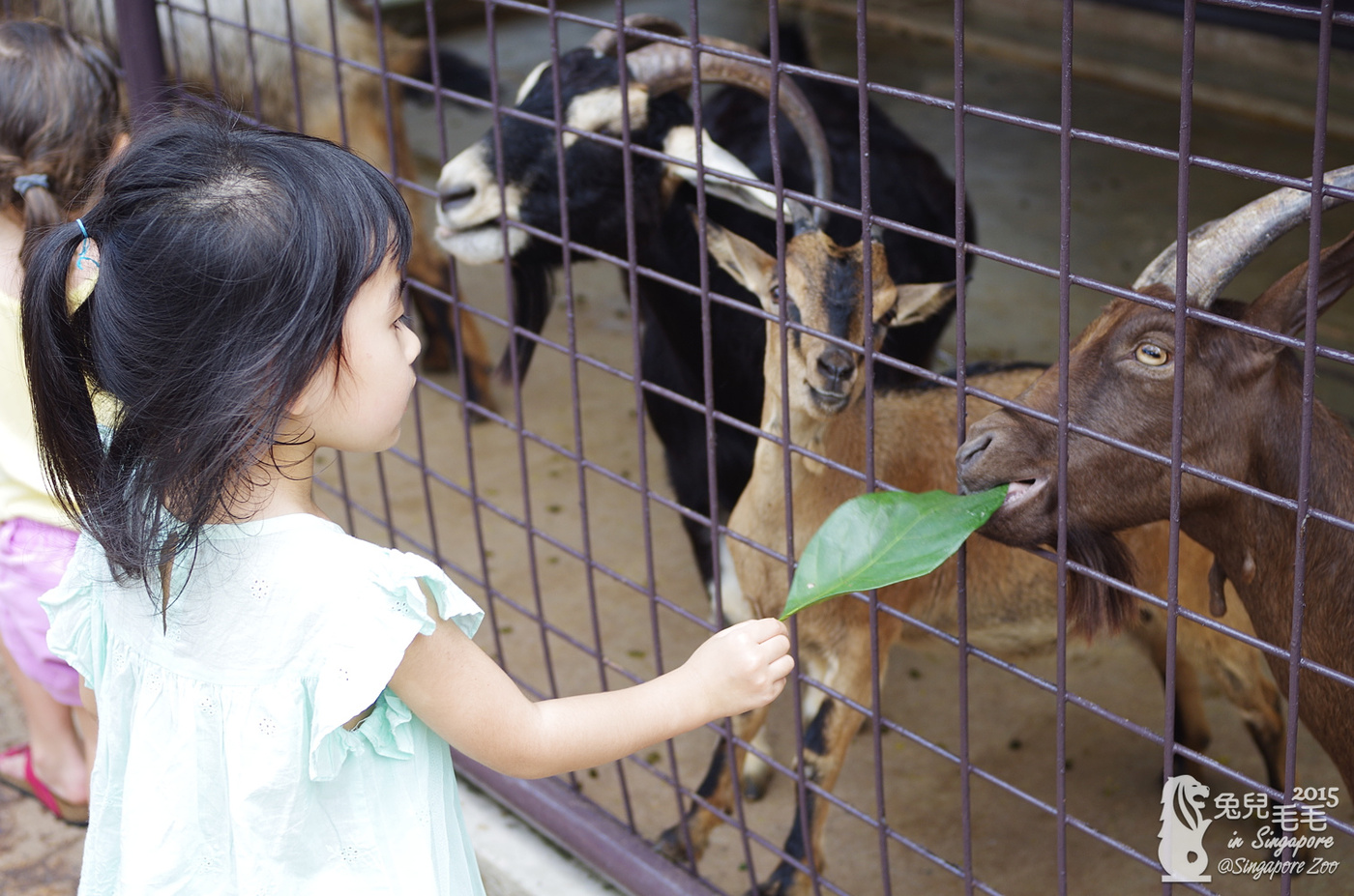 [2015。新馬|親子|自助]『新加坡動物園』(下)～不只是最棒的雨林動物園，還是超好玩的遊樂園!!! @兔兒毛毛姊妹花