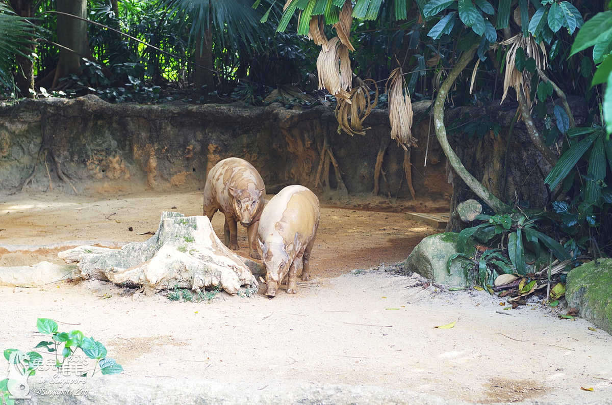 [2015。新馬|親子|自助]『新加坡動物園』(下)～不只是最棒的雨林動物園，還是超好玩的遊樂園!!! @兔兒毛毛姊妹花