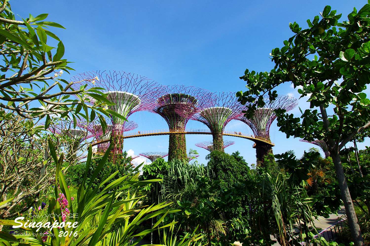 [2016。新加坡] 爬上 Super Tree 眺望『濱海灣花園 Garden by the Bay』美景 (含交通資訊) @兔兒毛毛姊妹花