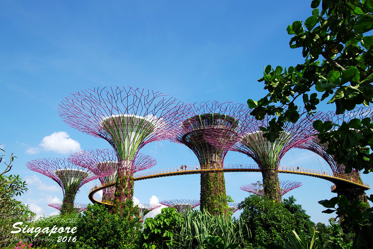 [2016。新加坡] 爬上 Super Tree 眺望『濱海灣花園 Garden by the Bay』美景 (含交通資訊) @兔兒毛毛姊妹花