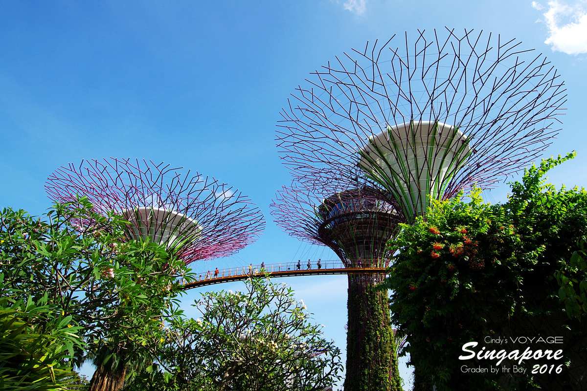 [2016。新加坡] 爬上 Super Tree 眺望『濱海灣花園 Garden by the Bay』美景 (含交通資訊) @兔兒毛毛姊妹花